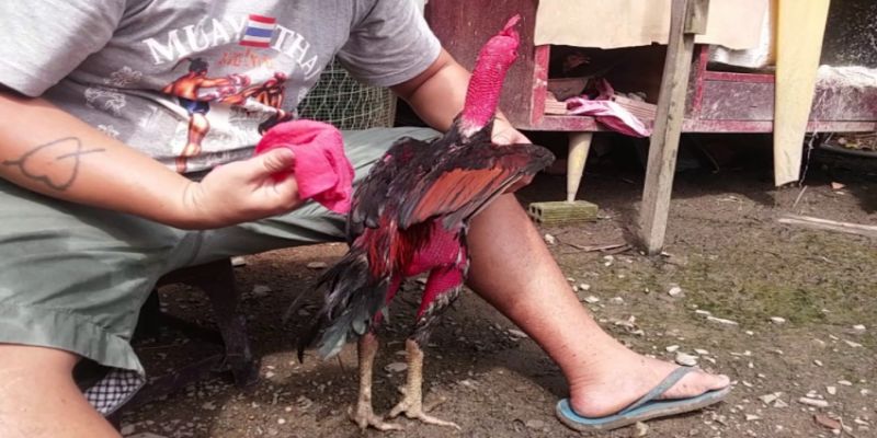 Bí quyết chăm sóc gà lấy lại phong độ sau mỗi trận đấu