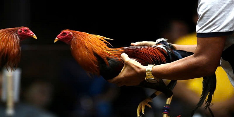 Các Giống Gà Đá Hay Đang Được Săn Đón Nhiều Nhất 2025