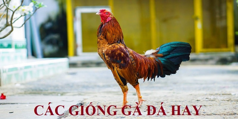 Tìm hiểu về giống gà