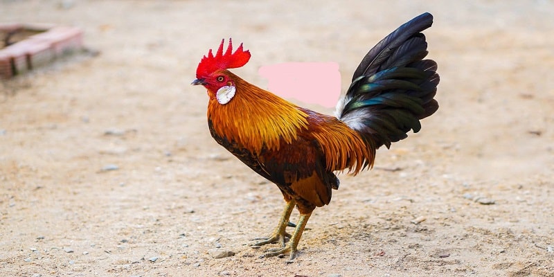 Tên các giống gà đá hay 2025