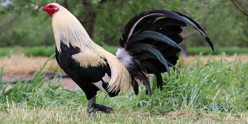 Cách chăm sóc chuẩn xác