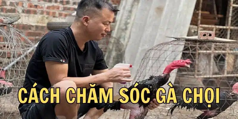 Chăm Sóc Gà - Chia Sẻ Bí Kíp Nuôi Sư Kê Chuẩn Nhất 2025