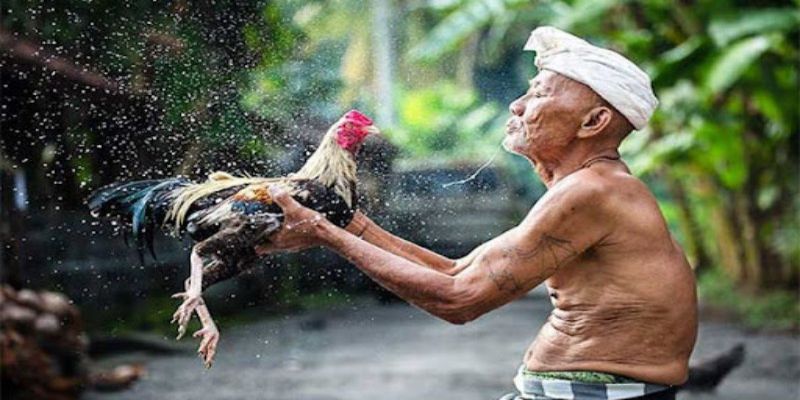 Chăm sóc gà đá là việc làm quan trọng của các sư kê 