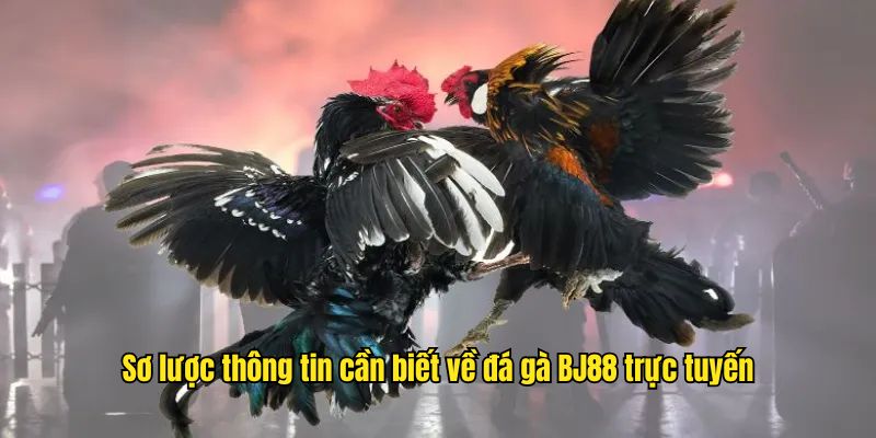 Sơ lược thông tin cần biết về đá gà BJ88 trực tuyến