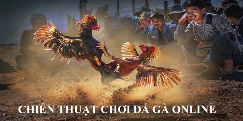 Mẹo Chọn Gà Đá Giúp Sư Kê Chiến Thắng Mọi Trận Đấu