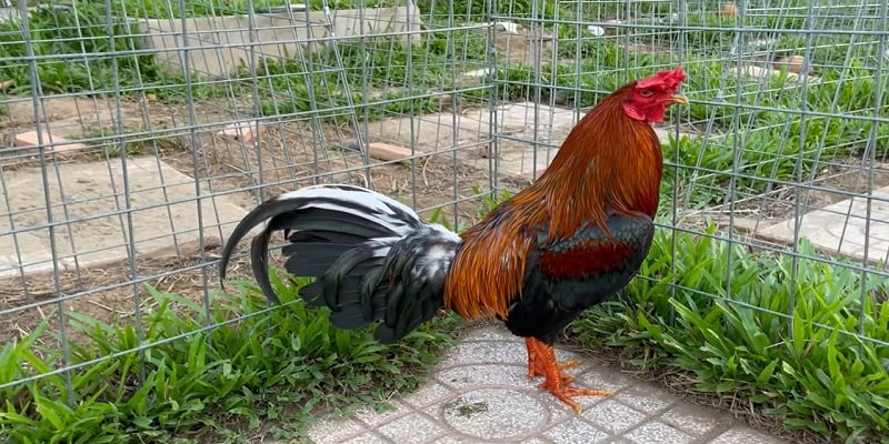 Top các mẹo hiệu quả cao